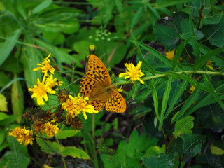 butterfly and spring flowers
