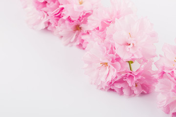 Spring cherry blossoms on white background