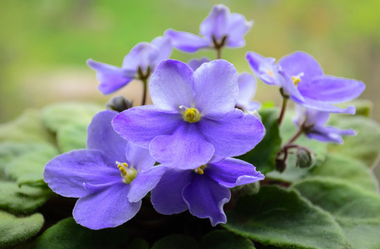 delicate flowers of violet violet close-up