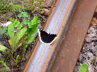 Butterfly on rail