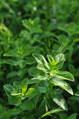 Menta