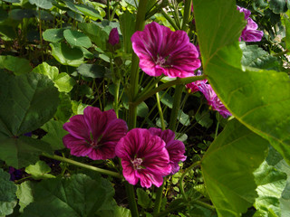 pink flowers in the garden