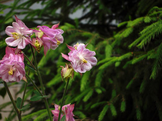 Fototapeta na wymiar pink flower 