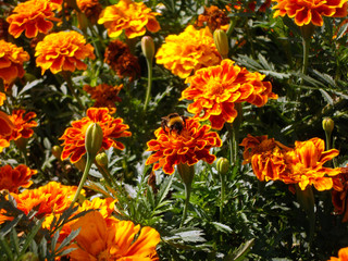 bee on orange flowers