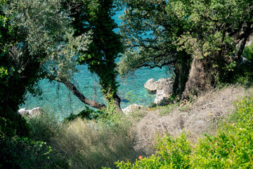 Beautiful Tree Next to Lake