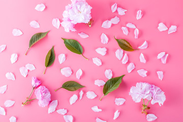 Spring cherry blossoms and green leaves on pink background.