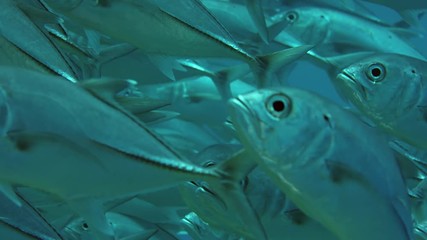 A huge school of Jacks. Big eye Trevally Jack, (Caranx sexfasciatus) Forming a polarized school, bait ball or tornado,Maldives, Indian Ocean, slow motion