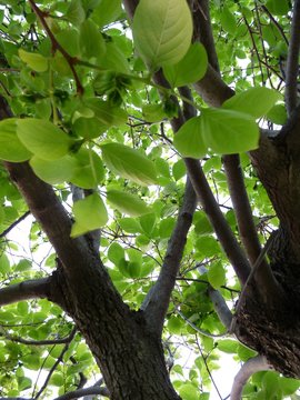 Albero di  cachi