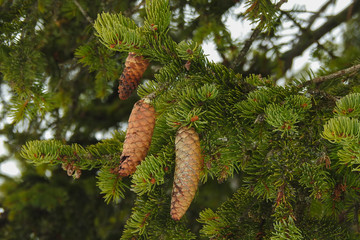 ramo di abete rosso (Picea abies) con pigne