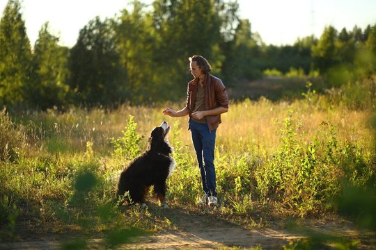 young man walking with Bernese Mountain Dog on the summer field