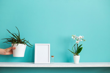 Modern room decoration with Picture frame mockup. White shelf against pastel turquoise wall with potted orchid and hand putting down succulent plant.
