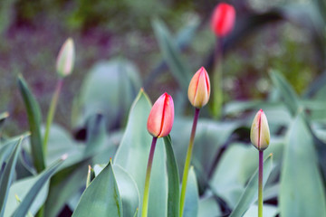 unopened buds of tulips in spring close up colored