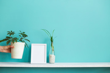 Modern room decoration with Picture frame mockup. White shelf against pastel turquoise wall with spider plant cuttings in water and hand putting down schefflera.