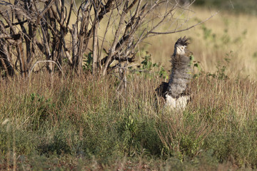 Riesentrappe / Kori bustard / Andreotis kori.