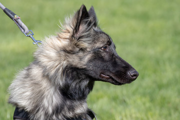 Tervueren Belgian shepherd