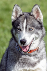 Fototapeta premium Husky
