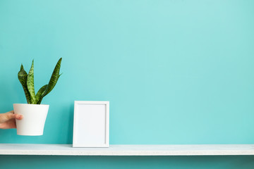 Modern room decoration with Picture frame mockup. White shelf against pastel turquoise wall with hand putting down potted snake plant.