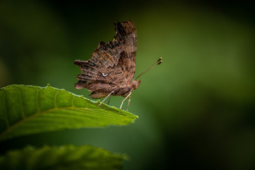 papillon camoufler