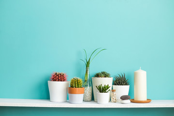 Modern room decoration. White shelf against pastel turquoise wall with Collection of various cactus and succulent plants in different pots.