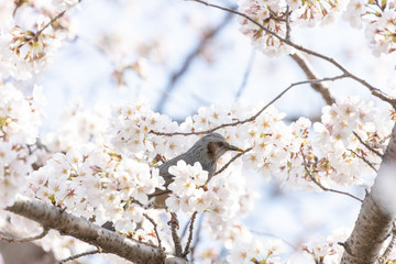 桜とヒヨドリ