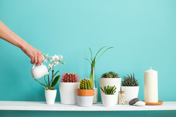 Modern room decoration with Picture frame mockup. White shelf against pastel turquoise wall with Collection of various cactus and succulent plants in different pots. Hand is watering them.