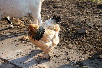 chicken on the farm