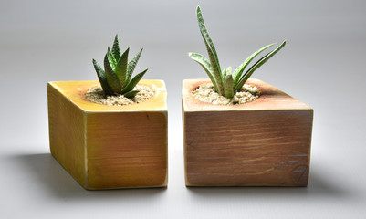 Cactus and succulents in handmade pots