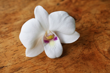 Obraz na płótnie Canvas white orchid on wooden background