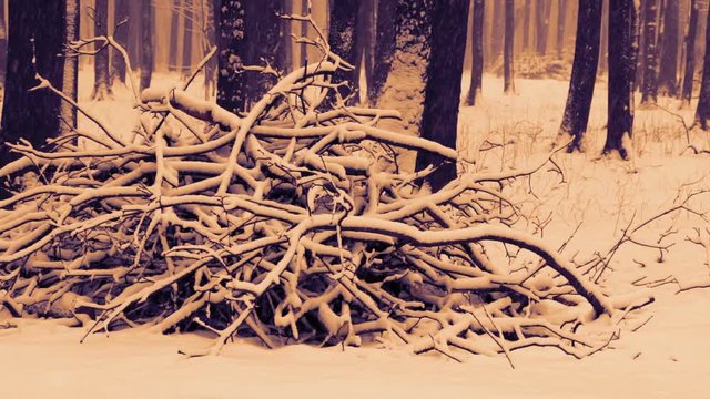 Snowy weather in winter snow covered forest. Tree trunks and branches.  Snowfall. Selective focus. Slow pan.
