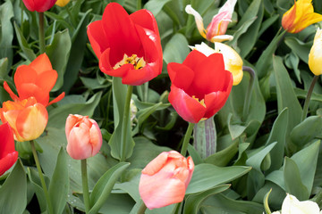 Naklejka premium beautiful and colorful tulips in the park