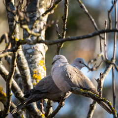 couple de tourterelles turques