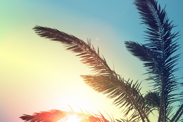 Naklejka na ściany i meble Tropical palm tree with sun light on sunset colorful sky. Summer vacation, travel concept. Vintage tone, trendy color style.