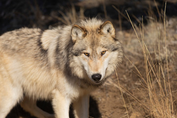 North American Grey Wolf