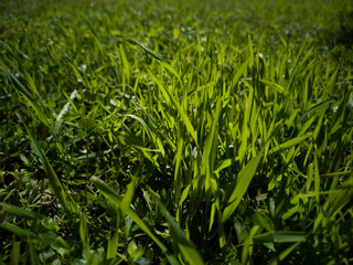 Green grass background