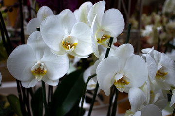 Obraz premium beautiful orchid in the garden