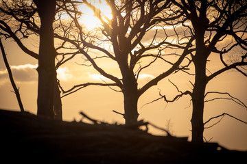 couch&eacute; de soleil en foret d'Orl&eacute;ans 