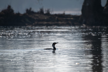 cormoran sur la Loire