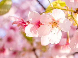 Obraz premium 春桜