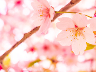春桜