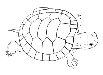 Turtle Line-art 
