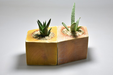Cactus and succulents in handmade pots