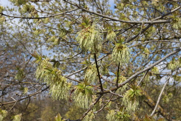  Spring flowering maple