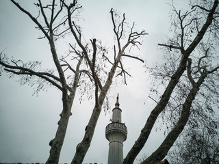 Minaret and trees