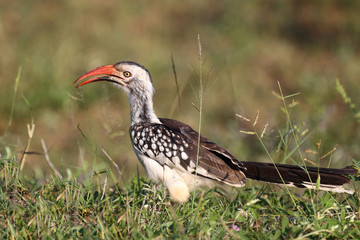 Rotschnabeltoko / Red-billed hornbill / Tockus erythrorhynchus