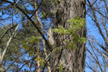  Young leaves appeared on the maple in spring