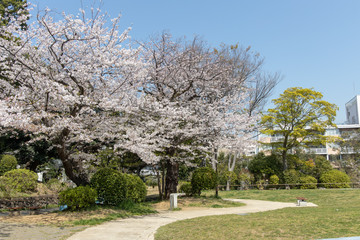 桜