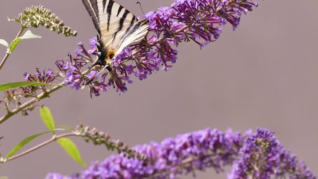Papilio machaon is a big butterfly of the family Papilionidae. 
