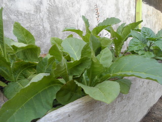 Huerta en casa de tabaco