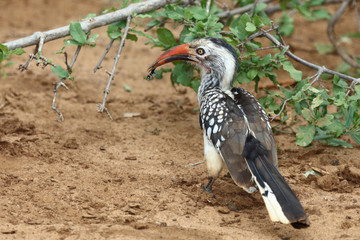 Obraz premium Rotschnabeltoko / Red-billed hornbill / Tockus erythrorhynchus