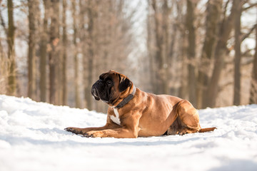 Dog breed boxer in the winter forest